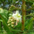 Blüte der Gewöhnlichen Rosskastanie (Aesculus hippocastanum), auch Gemeine Rosskastanie oder Weiße Rosskastanie

 Baum des Jahres 2005 und  Arzneipflanze des Jahres 2008 :D