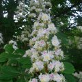 Blüte der Gewöhnlichen Rosskastanie (Aesculus hippocastanum)