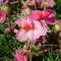 Fleischrote Rosskastanie, auch Rotblühende Rosskastanie oder falsch ! Rote Rosskastanie (Aesculus × carnea, Syn.: Aesculus rubicunda), eine keimfähige Hybride zwischen der Gewöhnlichen Rosskastanie (Aesculus hippocastanum) und der Roten Rosskastanie (Aesculus pavia).