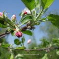 Apfel (Malus), Blüte