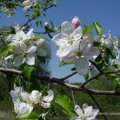 Apfel (Malus), Blüte