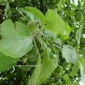 Apfel (Malus), Früchte