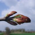 Bergahorn (Acer pseudoplatanus), Knospe