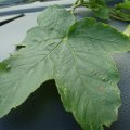 Bergahorn (Acer pseudoplatanus), Blatt