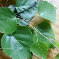 Hänge-Birke (Betula pendula) (Syn.: B. alba, B. verrucosa), Blatt