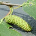 Hänge-Birke (Betula pendula) (Syn.: B. alba, B. verrucosa), Fruchtstand