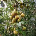 Birne (Pyrus), alte Sorte am Feldrand, reife Früchte