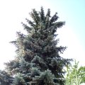 Stech-Fichte (Picea pungens, Syn.: Picea parryana Sargent), umgangssprachlich Blau-Fichte