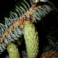 Stech-Fichte (Picea pungens, Syn.: Picea parryana Sargent), umgangssprachlich  Blau-Fichte, junge Zapfen