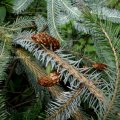 Stech-Fichte (Picea pungens, Syn.: Picea parryana Sargent), umgangssprachlich  Blau-Fichte, alte Zapfen