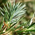 Stech-Fichte (Picea pungens, Syn.: Picea parryana Sargent), umgangssprachlich  Blau-Fichte, Nadeln