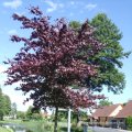 Blutbuche, auch Purpurbuche (Fagus sylvatica f. purpurea)