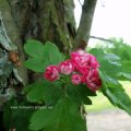 Crataegus laevigata ‚Paul’s Scarlet‘, Echter Rotdorn, Blatt und Blüte