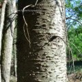 Douglasie (Pseudotsuga menziesii), umgangssprachlich auch Douglastanne, Douglasfichte oder Douglaskiefer, Borke