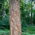 alte ! Douglasie (Pseudotsuga menziesii), Borke