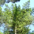 Douglasie (Pseudotsuga menziesii), umgangssprachlich auch Douglastanne, Douglasfichte oder Douglaskiefer