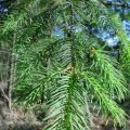 Douglasie (Pseudotsuga menziesii), umgangssprachlich auch Douglastanne, Douglasfichte oder Douglaskiefer

der Maitrieb durftet nach Zitronen