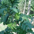 Vogelbeere oder Eberesche (Sorbus aucuparia), Blätter