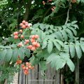 Vogelbeere oder Eberesche (Sorbus aucuparia), Früchte 

Sie können zu Marmelade verarbeitet werden, werden aber auch zur Weinherstellung oder zum Brennen von Schnaps genutzt.