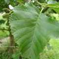 Erle (Alnus), Blatt