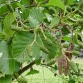 Erle (Alnus), weibliche Zapfenanlagen (grün) und männliche Blütenstände (braun)