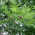 Essigbaum oder Hirschkolbensumach (Rhus typhina), gefiederte Blätter und weibliche Blütenstände

Das als Indian Lemonade bezeichnete Erfrischungsgetränk wird aus Wasser und den Früchten des Essigbaums hergestellt und weist einen hohen Gehalt an Vitamin C auf. Die Früchte werden zuweilen bei der Essigherstellung verwendet.