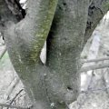 Borke des Faulbaums (Frangula alnus) oder Pulverholz, da das Holz des Faulbaums eine hochwertige Holzkohle mit geringem Ascheanteil erzeugt. Diese wurde in der Vergangenheit zur Herstellung von Schwarzpulvergenutzt. Beeren, Blätter und frische Rinde sind als giftig eingestuft.