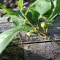 Faulbaum (Frangula alnus), Blätter, Blüte und Frucht