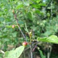 Faulbaum (Frangula alnus), reifende Frucht