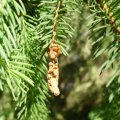 Gemeinen Fichte (Picea abies), männliche Blüte