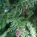 Gemeinen Fichte (Picea abies), weibliche Blüte