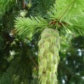 Gemeinen Fichte (Picea abies), junger Zapfen