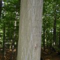 Borke der Hainbuche (Carpinus betulus), auch Weißbuche oder Hagebuche. Baum des Jahres 1996 :D