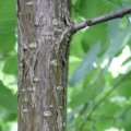 Gemeine Hasel (Corylus avellana), auch Haselstrauch oder Haselnussstrauch, Rinde

Gehölz für Feldraine und Waldränder, Holz als Holzkohle für Zeichenkohle, aber auch zur Herstellung von Schießpulver.