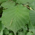 Gemeine Hasel (Corylus avellana), auch Haselstrauch oder Haselnussstrauch, Blatt