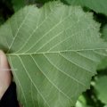 Gemeine Hasel (Corylus avellana), auch Haselstrauch oder Haselnussstrauch, Blattunterseite