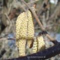 Gemeine Hasel (Corylus avellana), auch Haselstrauch oder Haselnussstrauch,  männliche Blüten (Kätzchen)