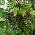 Schwarzer Holunder (Sambucus nigra), reife Früchte