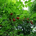 Roter Holunder (Sambucus racemosa), auch Hirsch-, Trauben- oder Berg-Holunder, Früchte