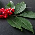 Roter Holunder (Sambucus racemosa), auch Hirsch-, Trauben- oder Berg-Holunder, Früchte und Blattoberseite