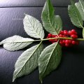 Roter Holunder (Sambucus racemosa), auch Hirsch-, Trauben- oder Berg-Holunder, Früchte und Blattunterseite