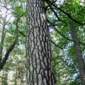 Waldkiefer (Pinus sylvestris), 200 Jahre alt, Borke