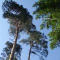 Waldkiefer (Pinus sylvestris)