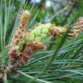 männliche Blüten der Waldkiefer (Pinus sylvestris), auch Gemeine Kiefer, Rotföhre, Weißkiefer oder Forche