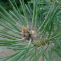 Waldkiefer (Pinus sylvestris), Zapfenanlage