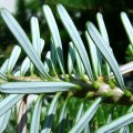 Korea-Tanne (Abies koreana), Nadelunterseite