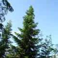 Küsten-Tanne (Abies grandis, Syn.: A. excelsior), auch Riesen-Tanne