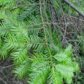 Küsten-Tanne (Abies grandis, Syn.: A. excelsior), auch Riesen-Tanne

der Maitrieb duftet nach Orangen