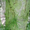 Europäische Lärche (Larix decidua), Borke und Nadeln