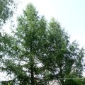 Europäische Lärche (Larix decidua)